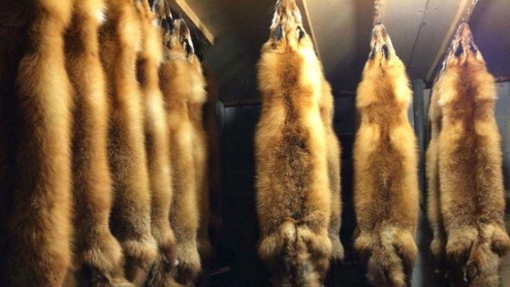 Судья Юрмалис подрабатывал на звероферме в Дании. И будет оштрафован за это в Латвии