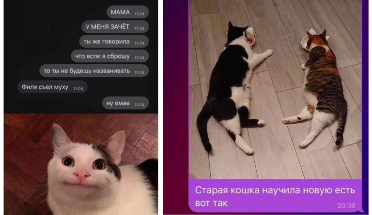 16 смс-переписок с юморком о котиках и жизни с ними