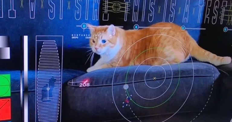 NASA отправило на Землю Ultra HD видео из глубокого космоса. На нем кот играет с лазерной указкой