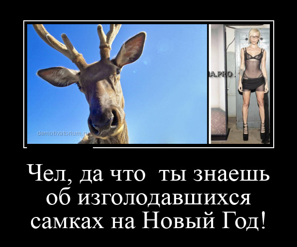 Новые демотиваторы и новогодние самки