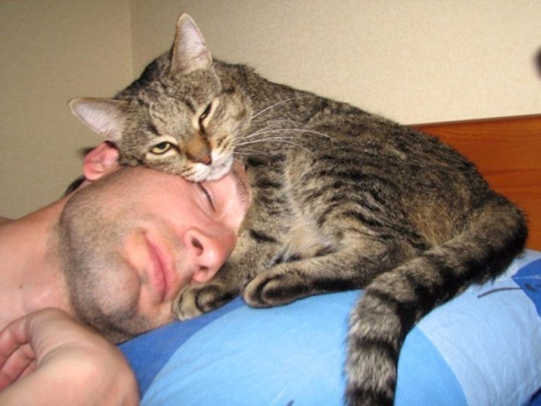 Что делают кошки, пока хозяева спят: 7 удивительных кошачьих дел