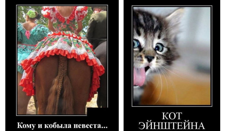 Новые демотиваторы и кот Эйнштейна