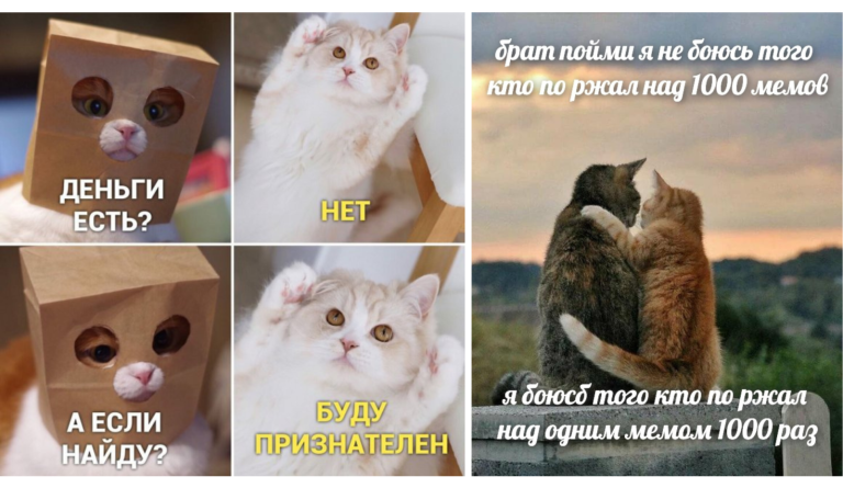 Мемы с котами как двигатель интернета: посвящается всем Наташам