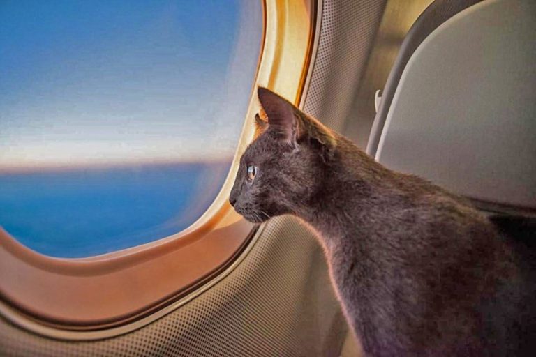  Самолет Turkish Airlines прервал взлет из Стамбула из-за кота