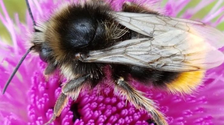 Насекомым 2024 года в Латвии выбран шмель необыкновенный, или Bombus confusus