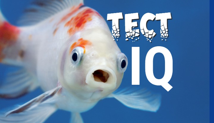 Тест на IQ: найди рыбу в зимнем лесу и повысь самооценку