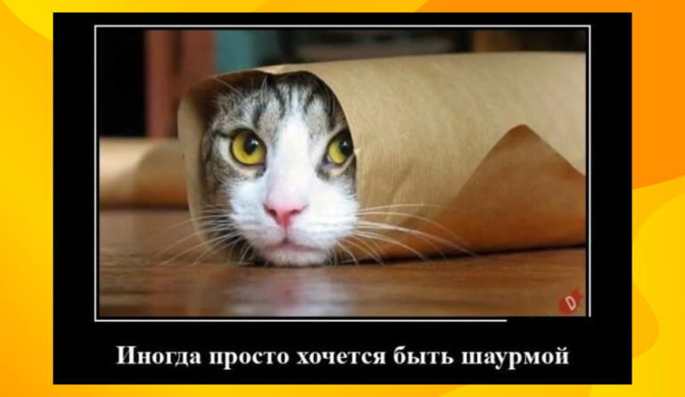 Новые демотиваторы и шаурма с котом