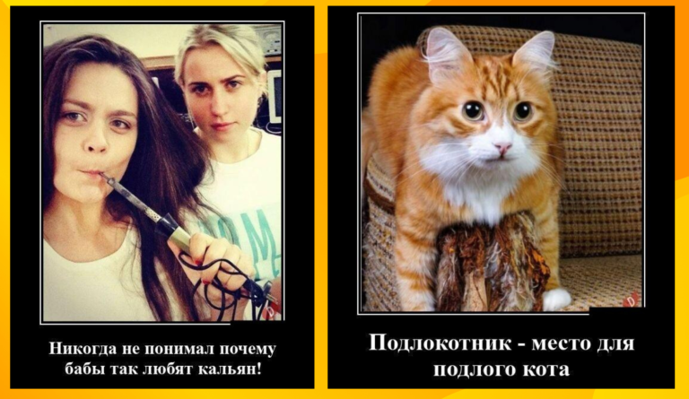 Новые демотиваторы и подлый кот