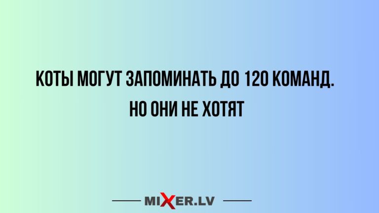 Юмор за день и коты
