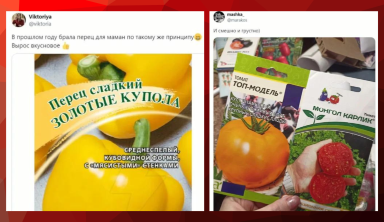 Томат истребитель: как смешные названия семян стали хитом в социальных сетях