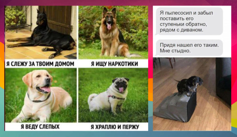 На мемы с собаками можно смотреть бесконечно