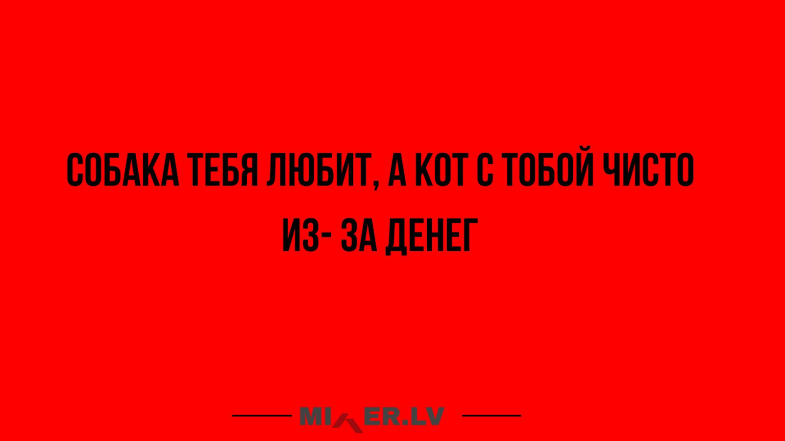 Юмор за день, собака и кот