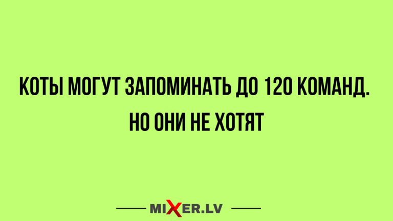 Юмор за день и память котов