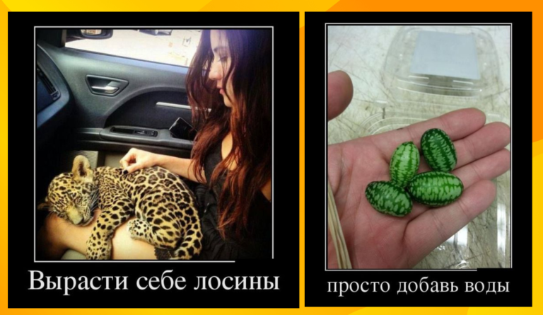 Новые демотиваторы и леопардовые лосины
