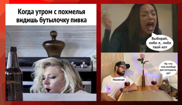 Пост алкогольного юмора на выходные и кот