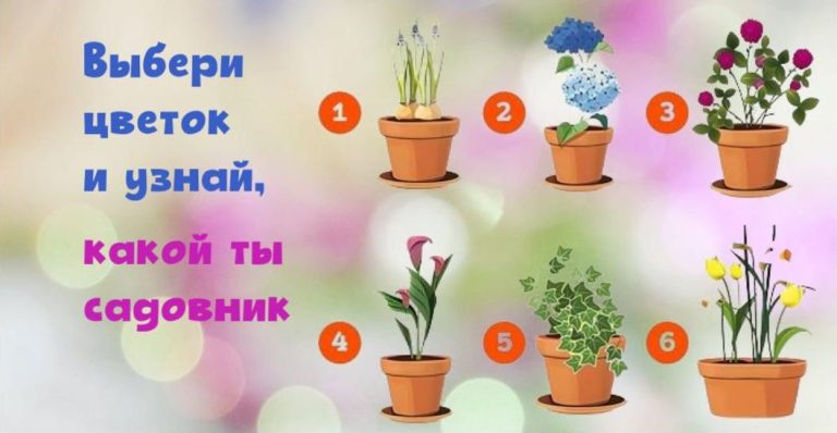 Выберите один цветок и узнайте, какой вы садовник на самом деле