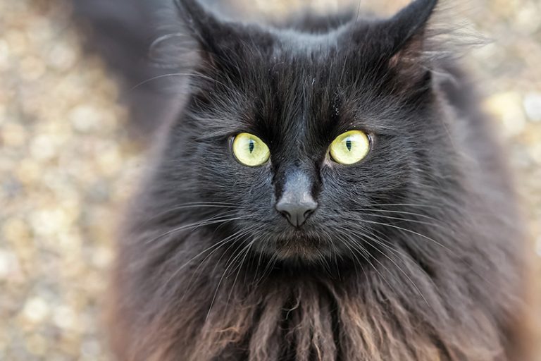 20 пород черных кошек, которые приносят только удачу, счастье и спокойствие