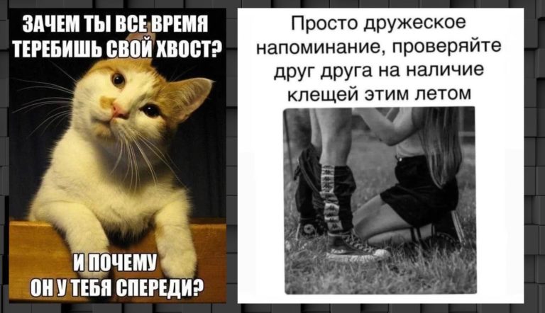 Мемы и приколы на взрослые темы и проверка на клещей