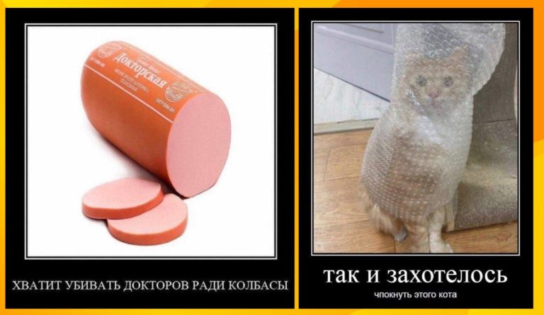 Новые демотиваторы и чпокнуть кота