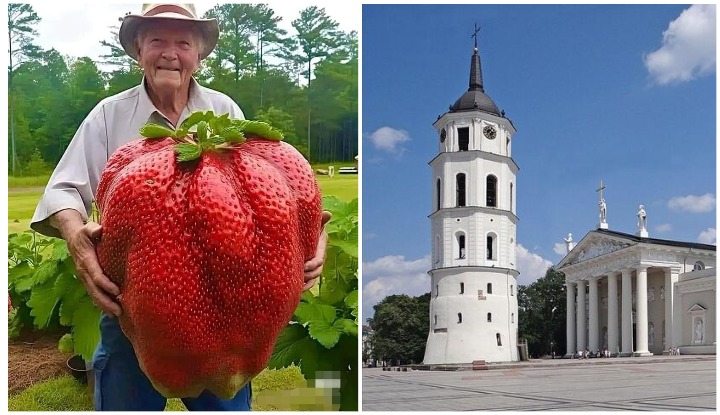 В Вильнюсе пройдёт Фестиваль клубники. Первый в Балтии