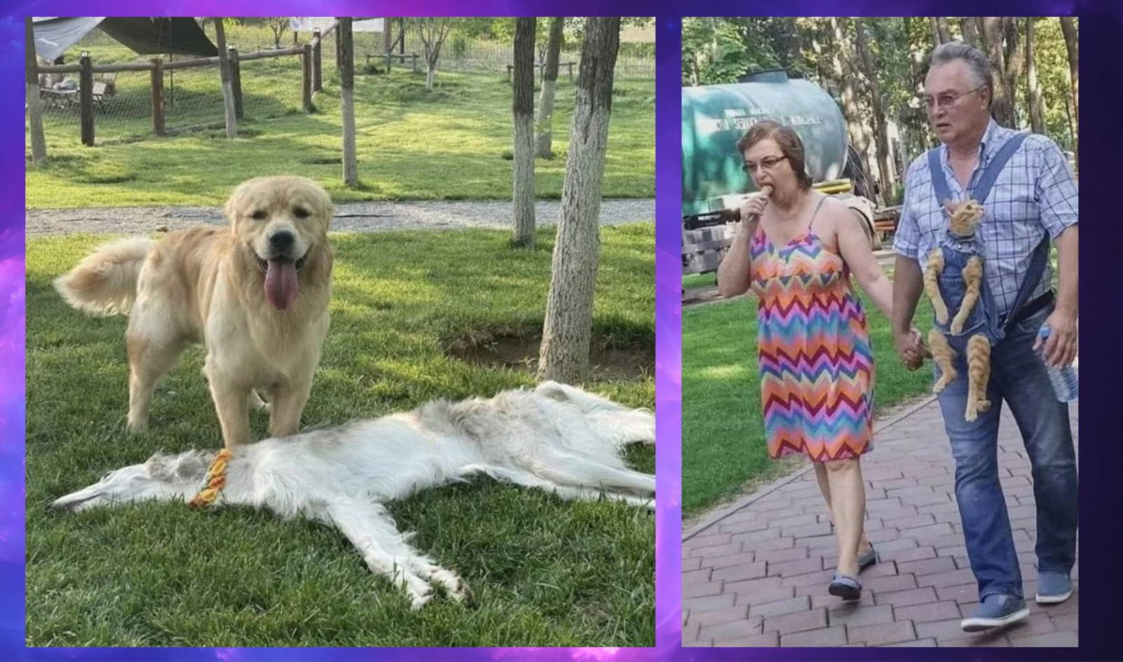 Коллекция фотографий, на которых творится какая то дичь