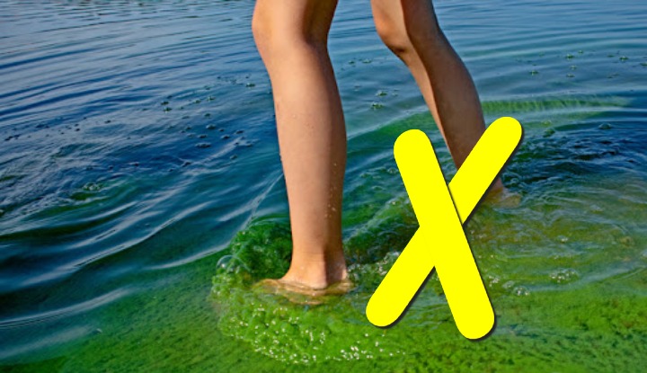 В Балтэзерсе и Лангстини обнаружены токсичные водоросли. Купание запрещено