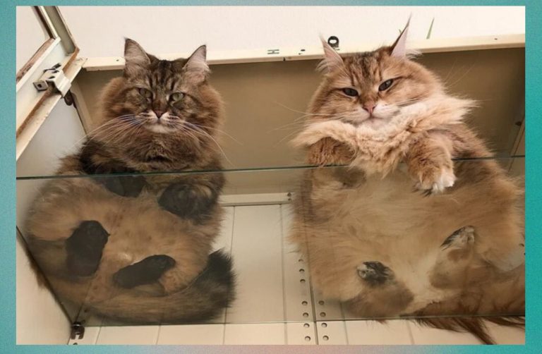 Наташа в центре внимания! Фотоподборка забавных котов — наблюдателей