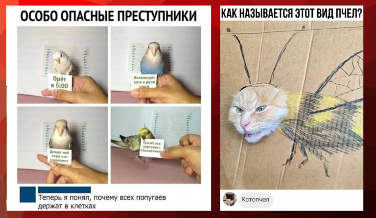 Забавные комментарии, которые как острый соус приправляют сам пост