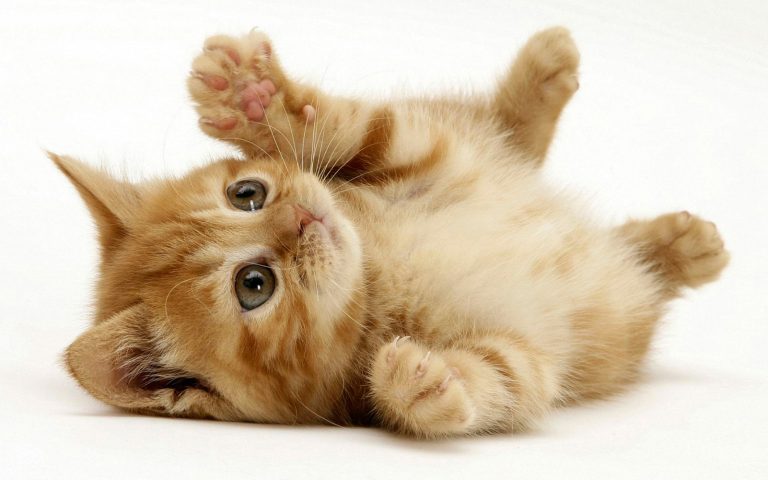 Как по характеру кот отличается от кошки и кого вам лучше выбрать