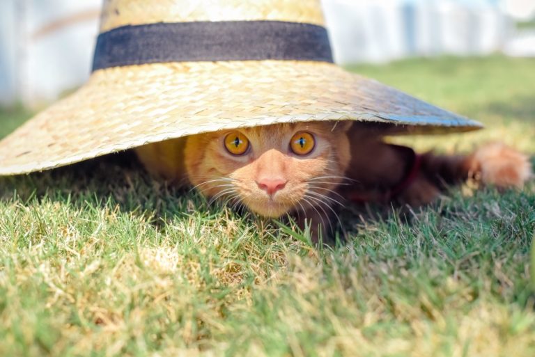 Как защитить кота от жары: 5 ключевых правил