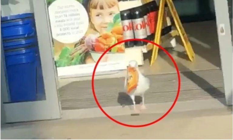 Чайка по кличке Стивен попала в черный список продуктового магазина в Британии
