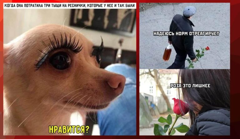 Прикольные картинки с надписями и лишняя роза