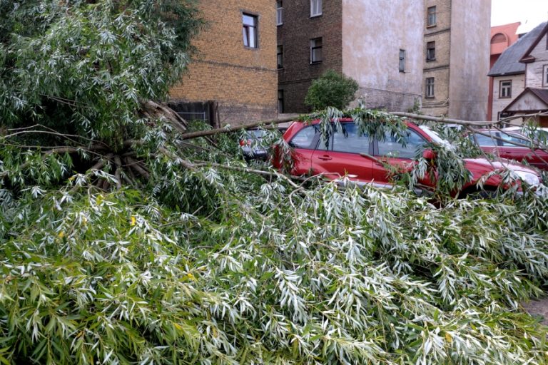 С завтрашнего дня в Риге будут работать два пункта сбора поваленных деревьев, упавших веток и листьев