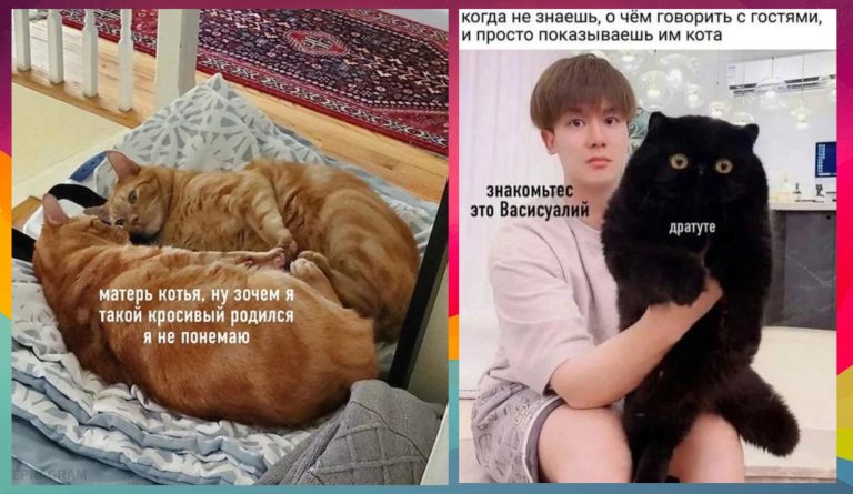 Мемы с всякими — разными котами и матерь котья