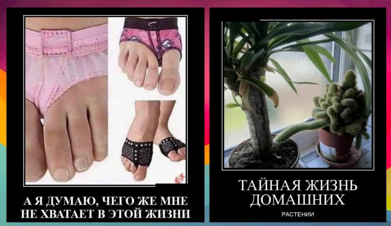 Новые демотиваторы и тайная жизнь домашних растений