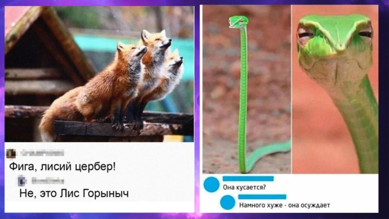 Забавные комментарии, которые как острый соус приправляют сам пост