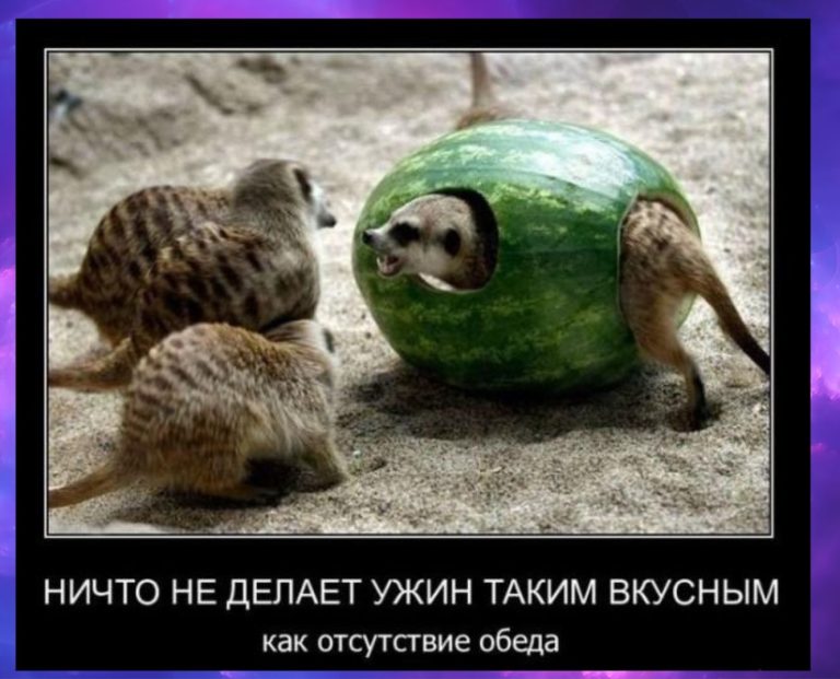 Новые демотиваторы и вкусный ужин