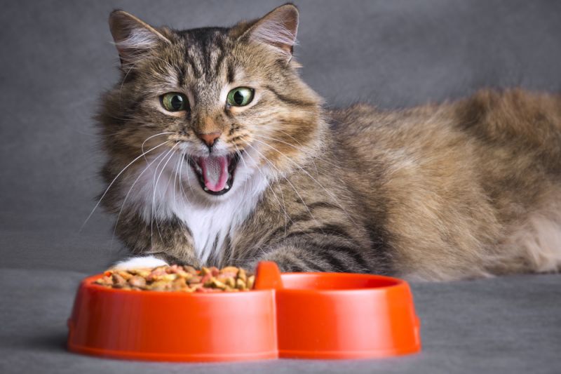 5 cерьёзных ошибок при кормлении кошек сухим кормом