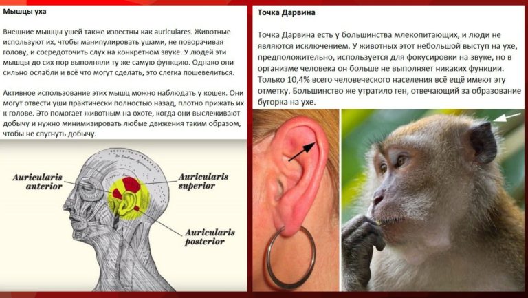От мурашек до зубов мудрости: функции тела, утратившие актуальность