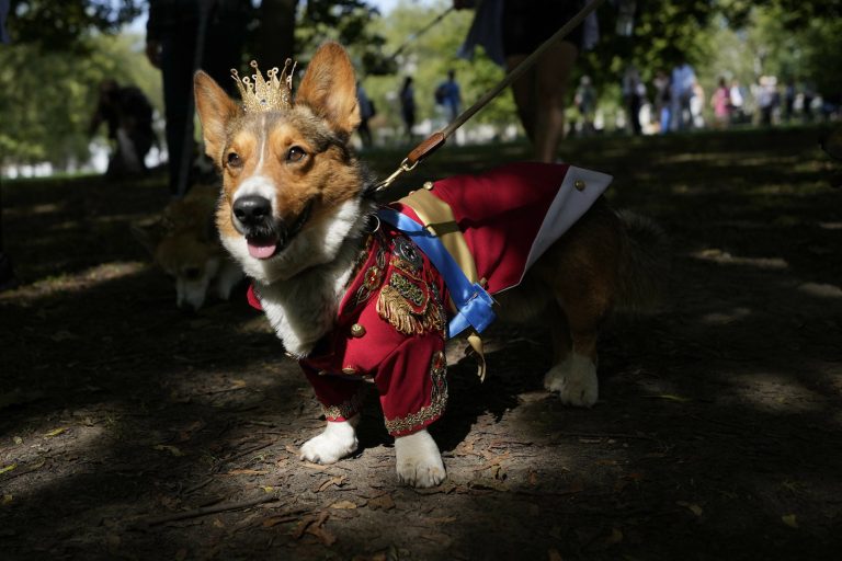 В память о королеве Елизавете II в Риге состоится прогулка с корги