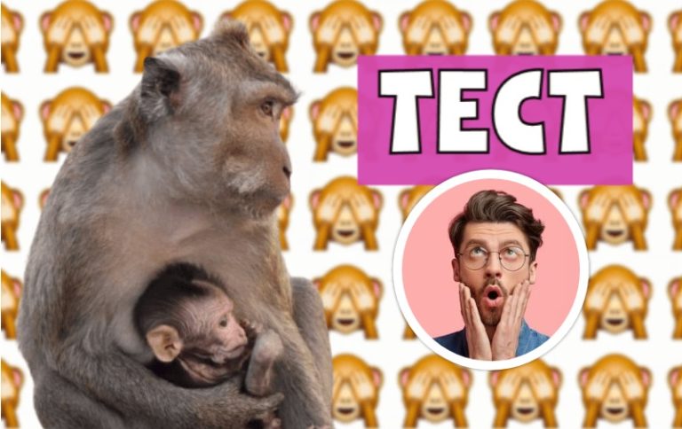 Экспресс-тест «Другая обезьянка»: диагностика IQ за 5 секунд!