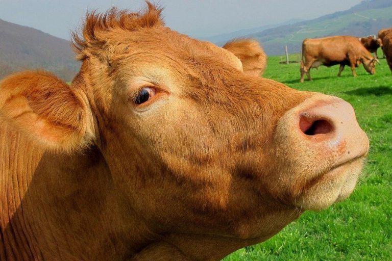 ГПСС почти четыре часа спасала увязшую в грязи корову