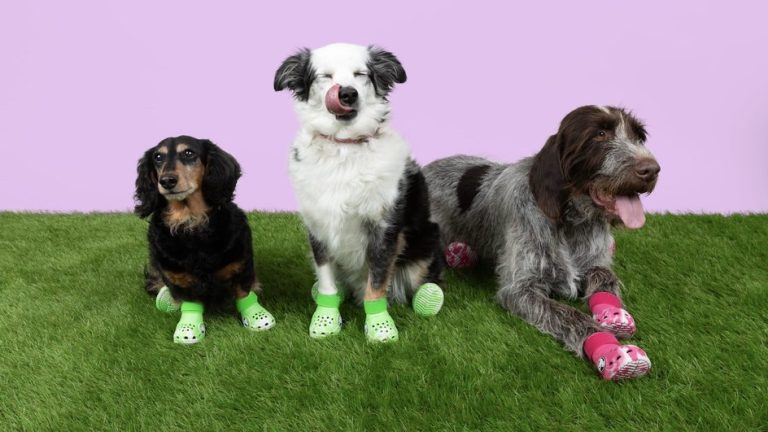 Crocs выпустили тапки для животных  — Pet Shoes
