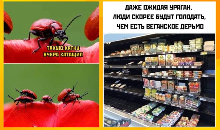 Прикольные картинки с надписями и ураган Милтон