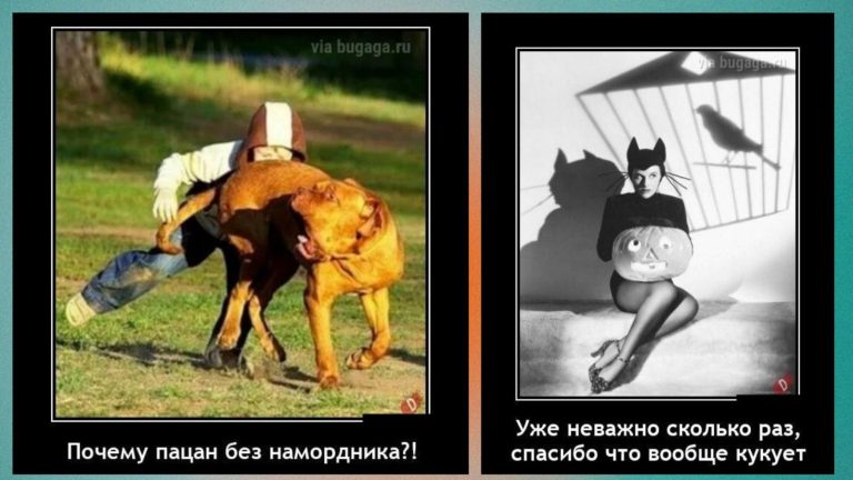 Новые демотиваторы и ребенок без намордника