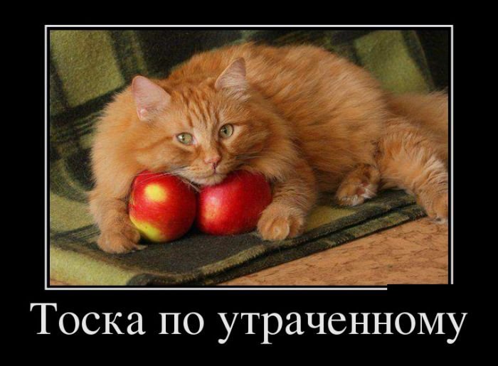Новые демотиваторы и тоска по траченному