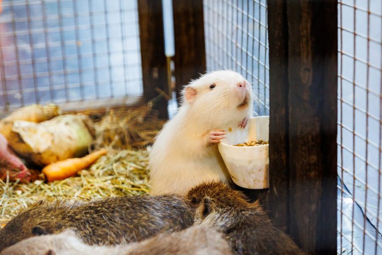 На Кипсале стартует выставка ZooExpo 2024