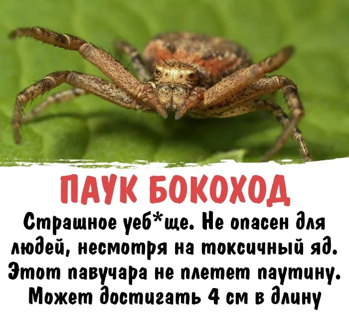 Простыми словами о нескучной биологии