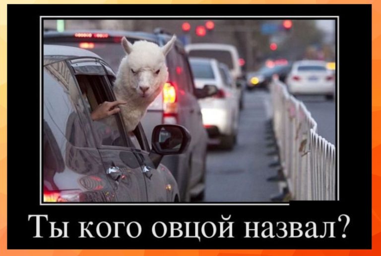 Новые демотиваторы и альпака