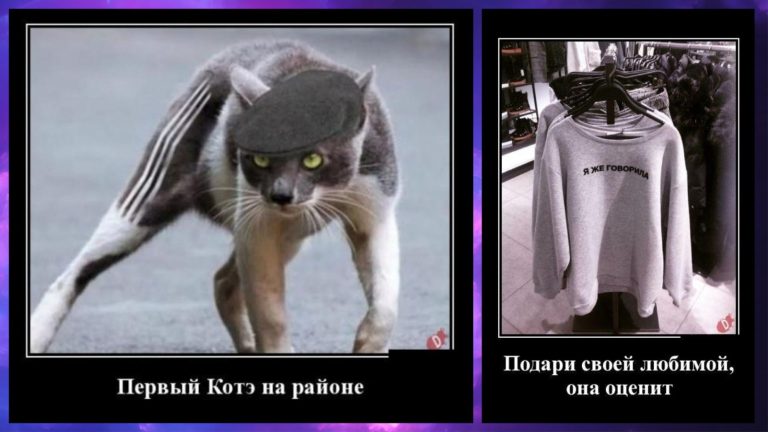Новые демотиваторы и слово котана — шерсть на асфальте
